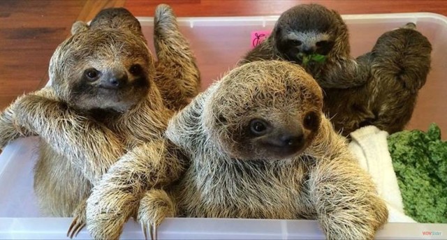 Visit San Jose Sloth and Wildlife Rescue Center Tour in San José