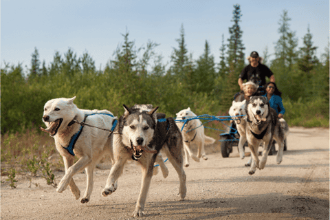 De Rovaniemi: aventure de safari en husky d'automne