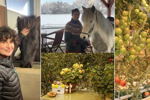 fridheimar farm stable visit and greenhouse lecture