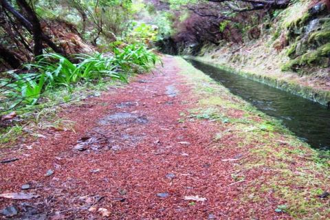 Madeira: passeggiata privata Levada da Rocha Vermelha