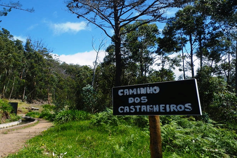 Madeira: Levada Calheta - Tour privado a pie por PrazeresRecogida Funchal, Caniço, Cma Lobos