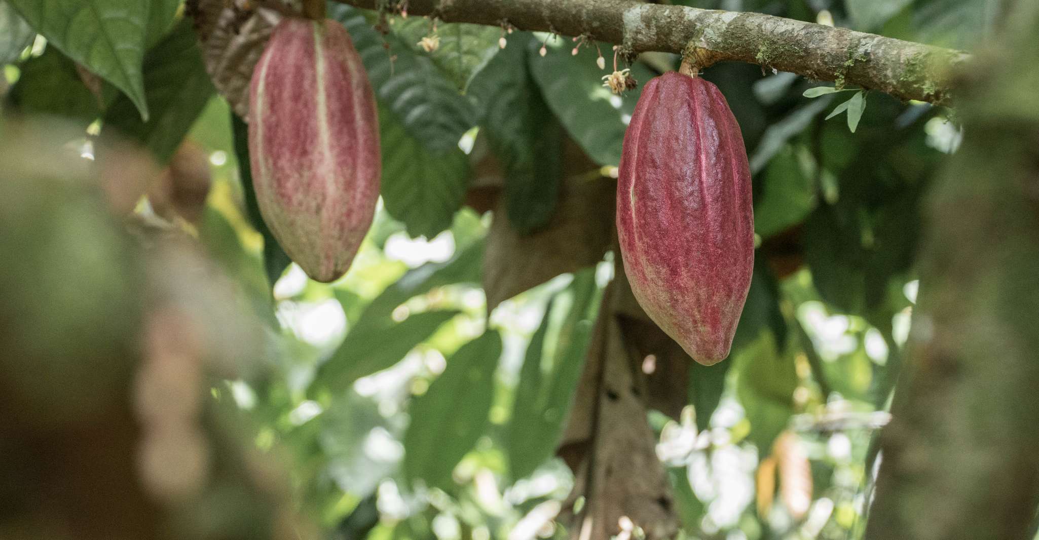 La Fortuna, Rainforest Chocolate Tour - Housity