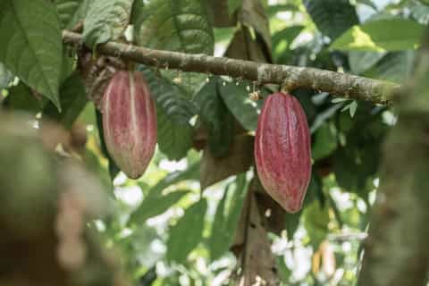 La Fortuna: Rainforest Chocolate Tour
