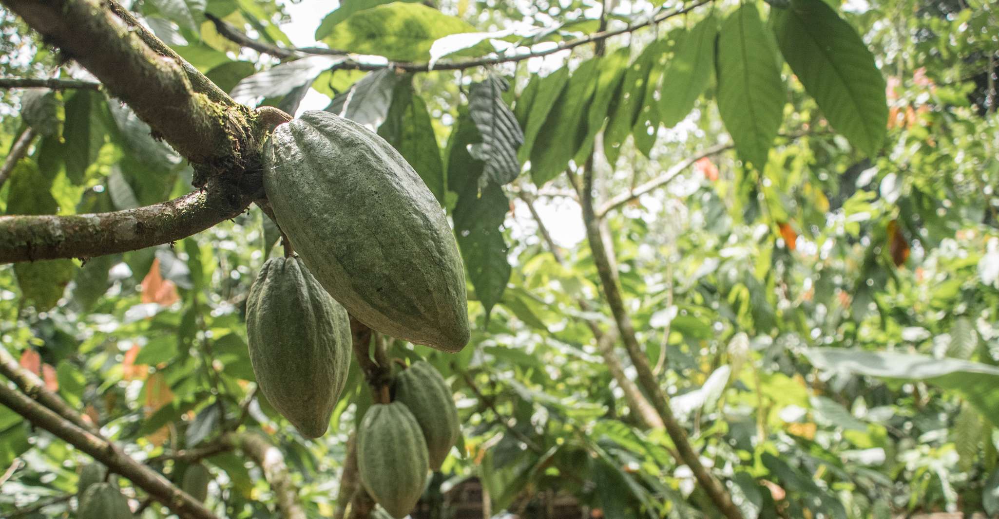 La Fortuna, Rainforest Chocolate Tour - Housity