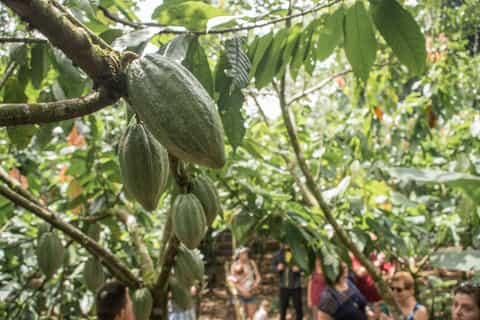 La Fortuna: Rainforest Chocolate Tour