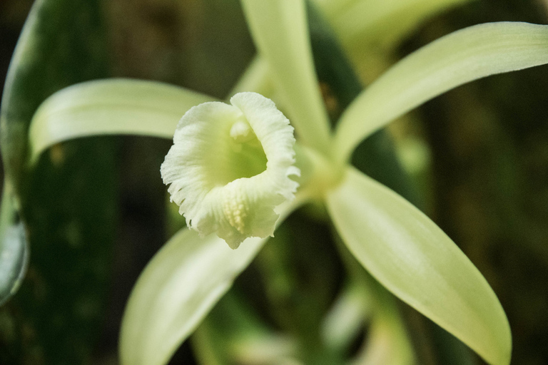 La Fortuna: Rainforest Chocolate Tour