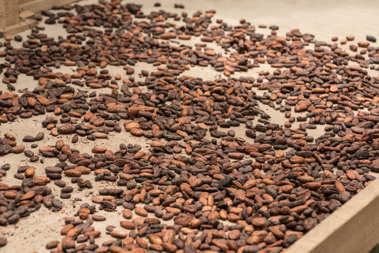 La Fortuna: Rainforest Chocolate Tour