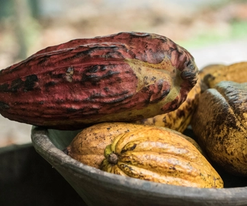 La Fortuna: Rainforest Chocolate Tour