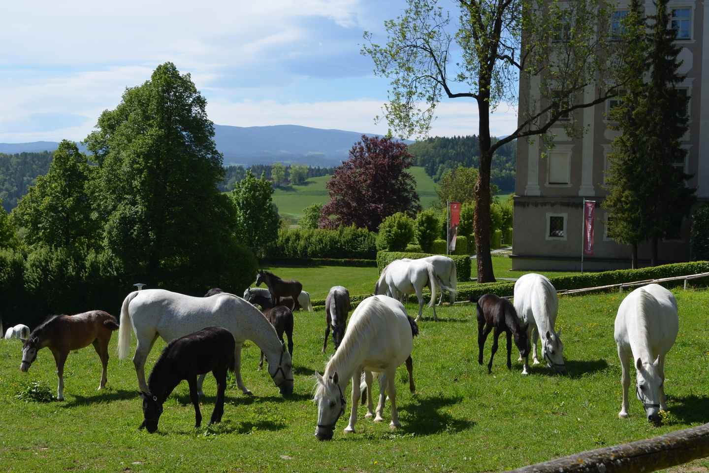 Lipizzaner Stud Piber: Guided Tour