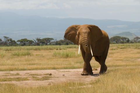 Park Narodowy Amboseli: nocleg i safariNocleg w Sopa Lodge