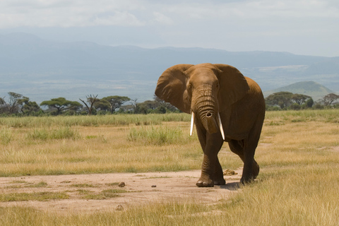 Park Narodowy Amboseli: nocleg i safariNocleg w Sopa Lodge