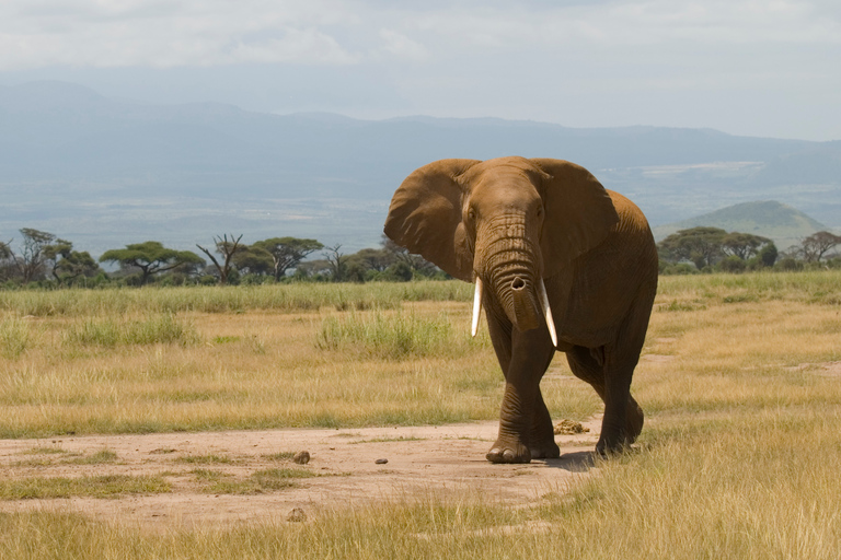 Amboseli nationalpark: Övernattning och safariÖvernattning på AA Lodge