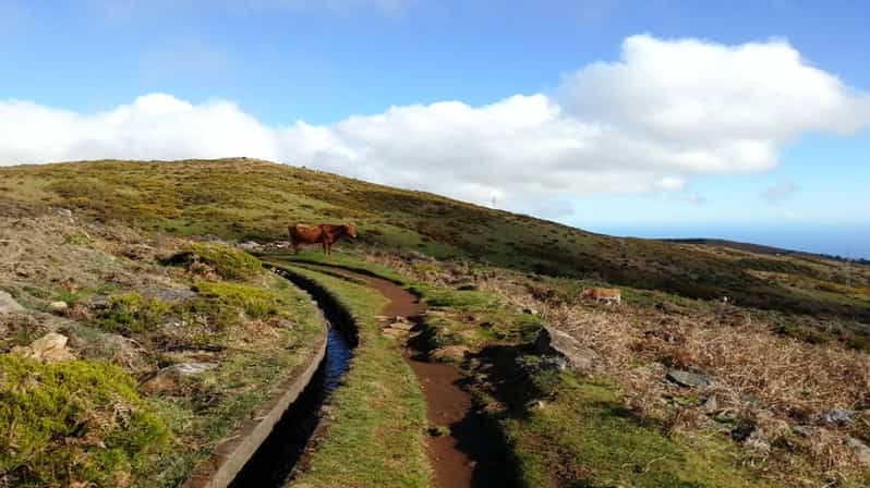 Madeira: Levada do Paúl da Serra Private Walk | GetYourGuide