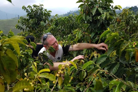 Medellin: 4 uur privébezoek aan een koffieplantage