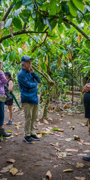 La Fortuna: Rainforest Chocolate Tour | GetYourGuide