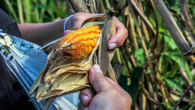 from mérida farming cenote and ek balam pyramids tour