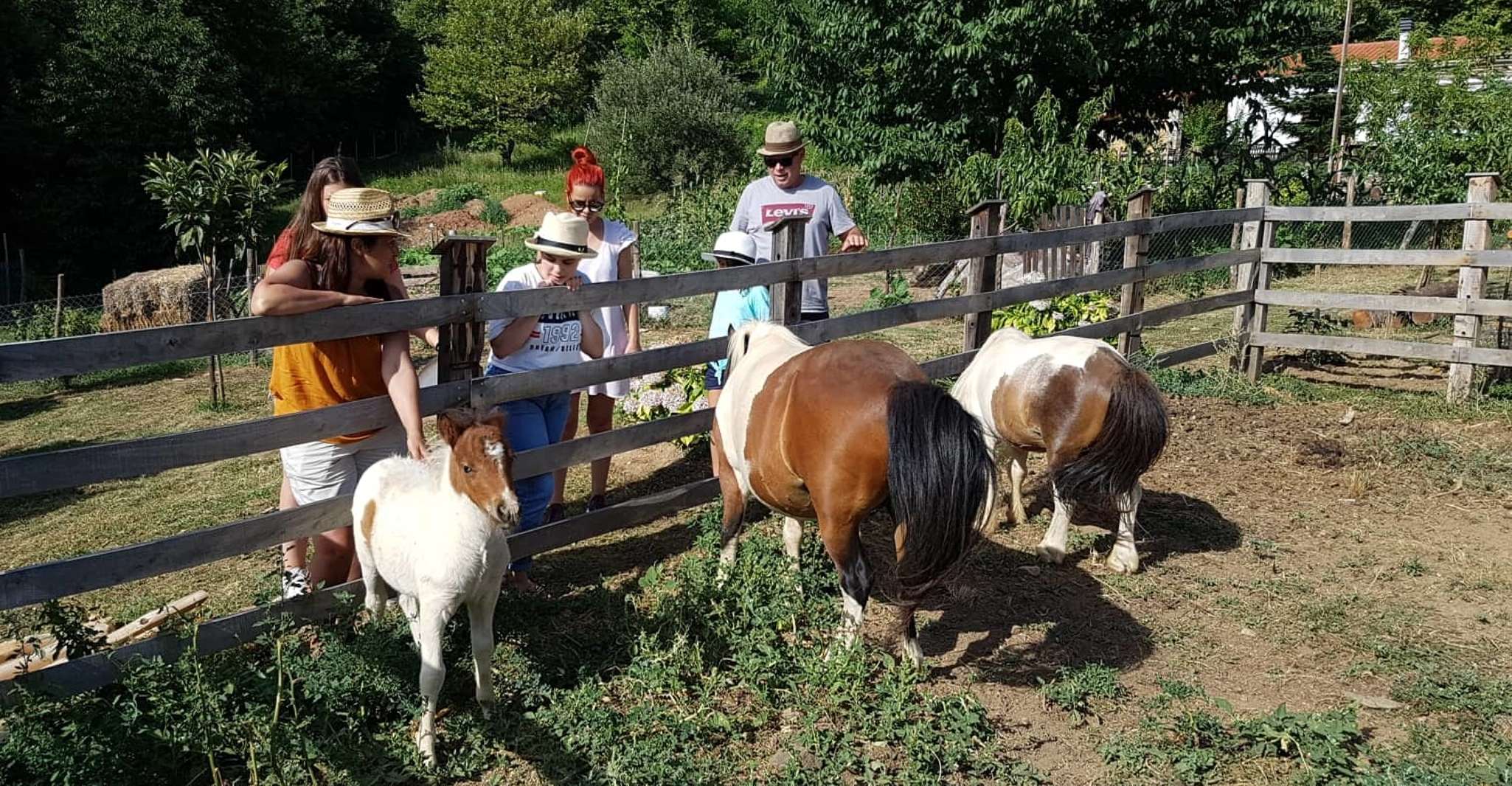 Volos, cuocere come un locale in una fattoria greca - Hizvo