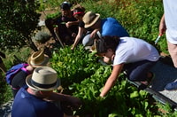 Volos, cuisiner comme un local dans une ferme grecque - Hizvo