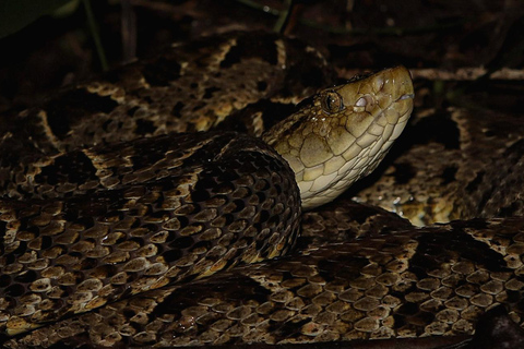 La Fortuna: Caminhada noturna em La Fortuna