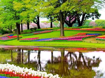 Amsterdam: Private Sightseeing Tour zum Keukenhof Amsterdam: Private Sightseeing Tour zum Keukenhof