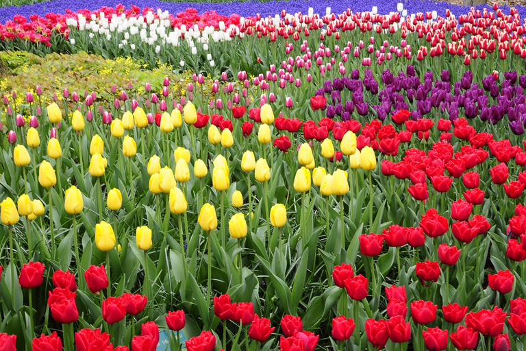 Amsterdam: Keukenhof Gardens Private Sightseeing Tour