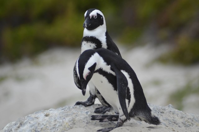 Visit From Cape Town Half-Day Boulders Beach and Penguins Tour in Cape Town