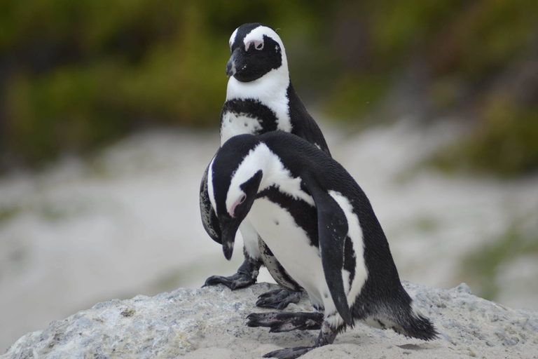 Half Day Trip to Boulders Beach Penguin ColonyKapsztad: Coastal Village Tour i Penguin Beach Visit