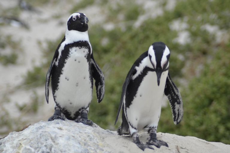 Half Day Trip to Boulders Beach Penguin ColonyKapsztad: Coastal Village Tour i Penguin Beach Visit