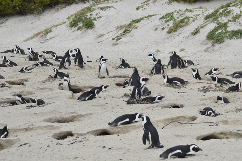 Halve dagtrip naar Boulders Beach Penguin ColonyKaapstad: Coastal Village Tour en Penguin Beach Visit