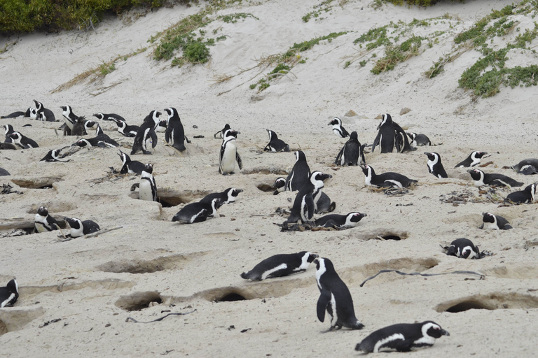 Half Day Trip to Boulders Beach Penguin Colony Cape Town: Coastal Village Tour and Penguin Beach Visit