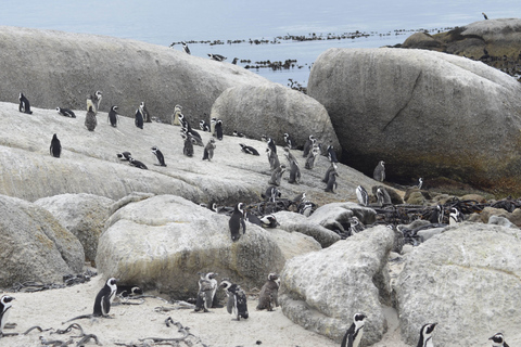 Half Day Trip to Boulders Beach Penguin ColonyKapsztad: Coastal Village Tour i Penguin Beach Visit