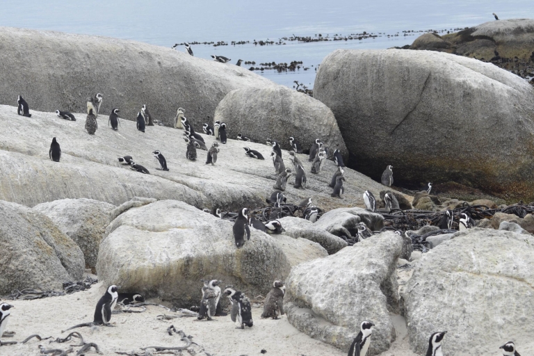 Excursión de medio día a la colonia de pingüinos de Boulders BeachCiudad del Cabo: recorrido por el pueblo costero y visita a la playa de pingüinos