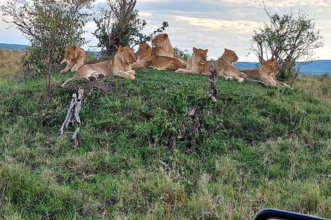 6 dagars budgetsafari i Masai Mara, Nakurusjön och Amboseli