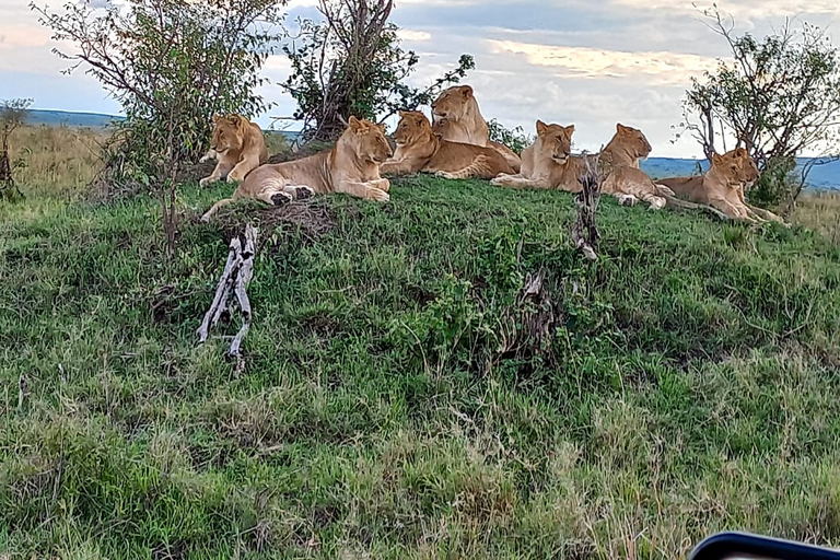 Safari economico di 6 giorni a Masai Mara, Lago Nakuru e Amboseli.