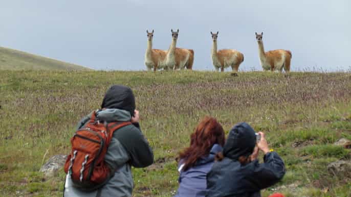 el calafate 25 de mayo reserve safari experience