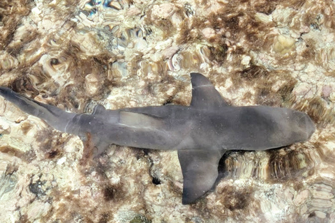 Sal-Insel: Ganztägige Tour zu den Highlights mit Mittagessen