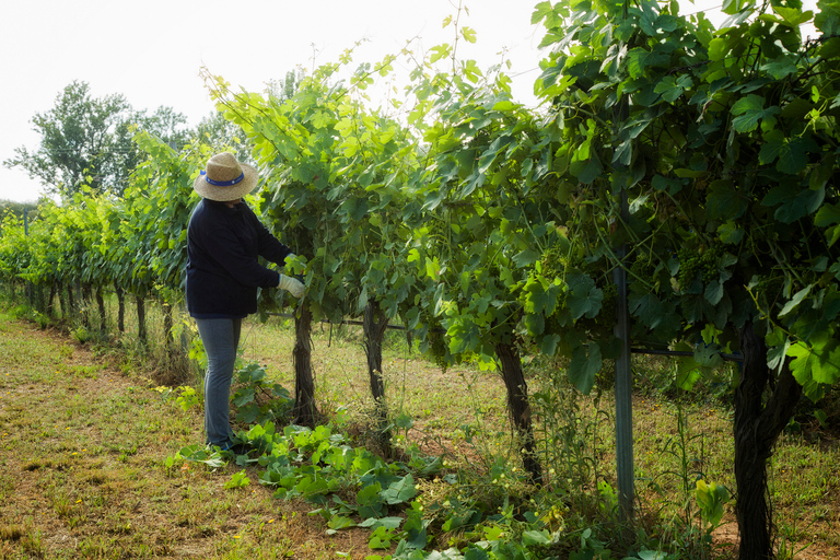 Évora: Full-Day Wine Tour