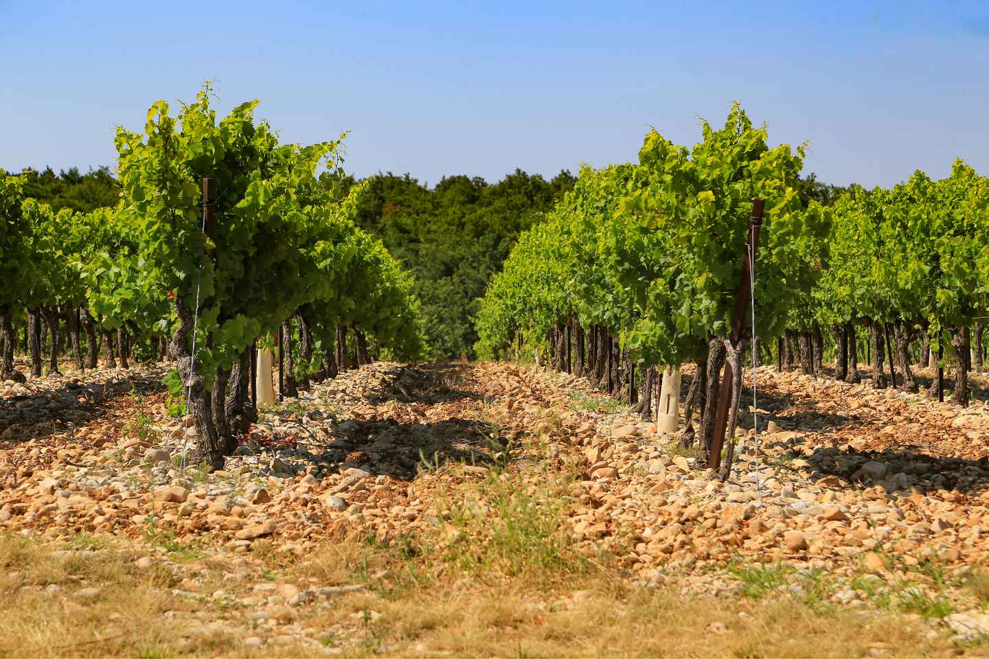 Avignon: Full-Day Wine Tour around Châteauneuf-du-Pape