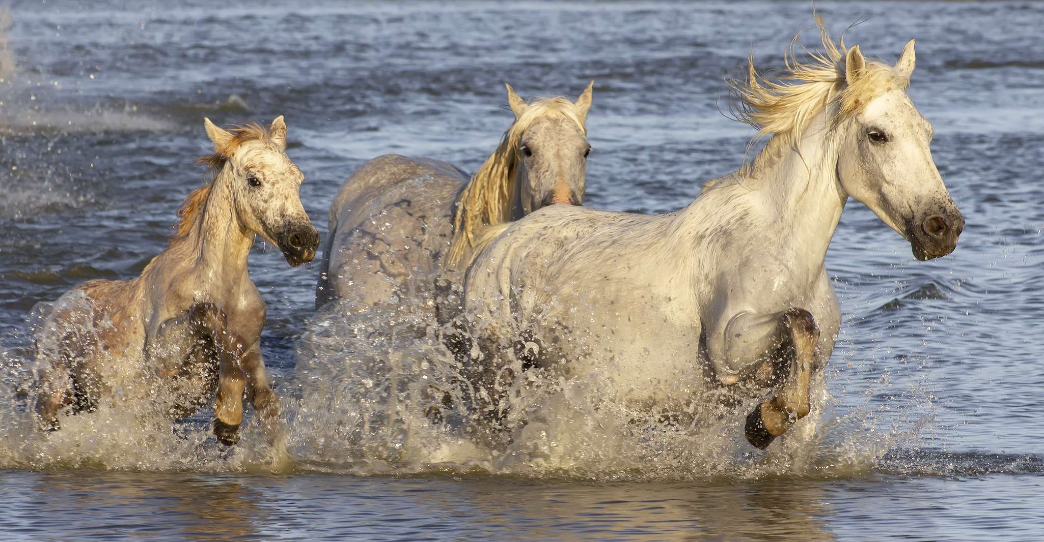 De Avignon, Camargue d'une demi-journée et Saintes-Maries-de-la-Mer - Hizvo