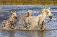 De Avignon, Camargue d'une demi-journée et Saintes-Maries-de-la-Mer - Hizvo