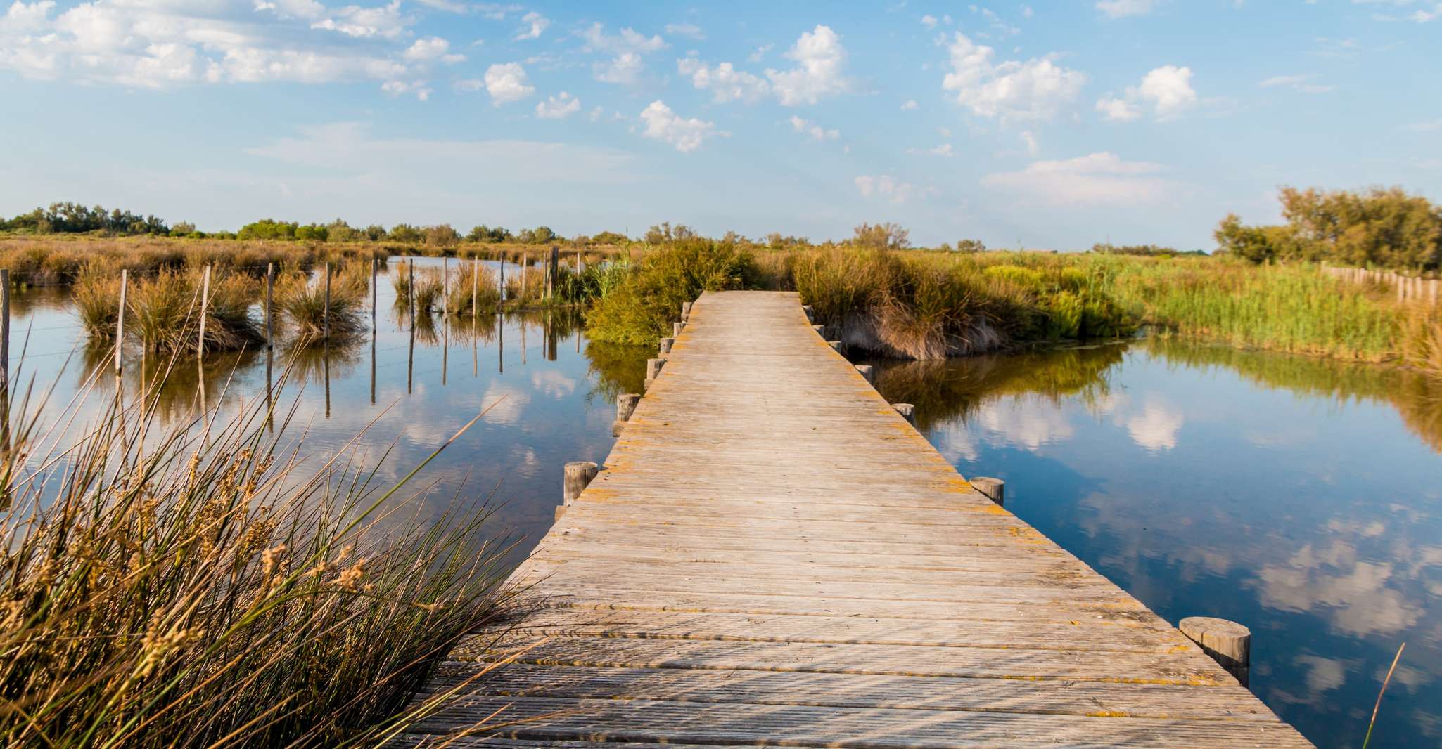 De Avignon, Camargue d'une demi-journée et Saintes-Maries-de-la-Mer - Hizvo