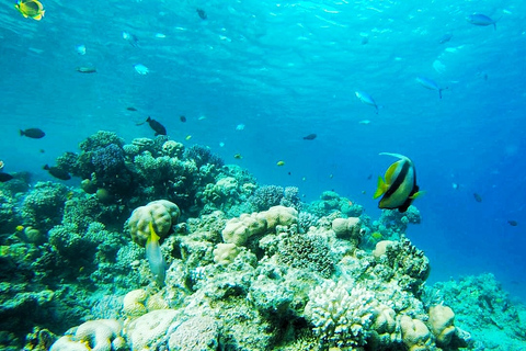 Sharm: Introduktionsdyk från stranden &amp; PADI-kurserSharm El-Sheikh: Introduktion till dykning från stranden