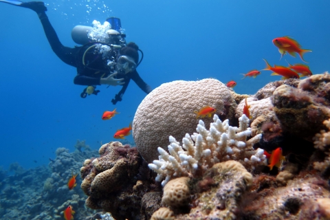 Ras Muhammad National Park: Diving Boat Trip from Sharm Night Dive