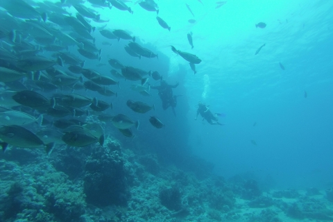 Wyspa Tiran: całodniowa wycieczka łodzią nurkową z SharmWyspa Tiran: 1-dniowa wycieczka łodzią z nurkowaniem - prywatna