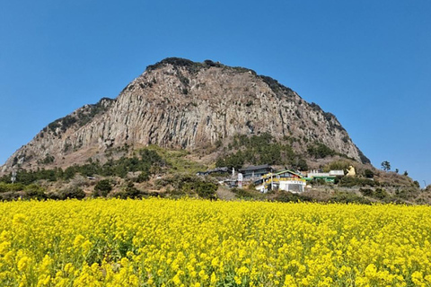 Jeju : Visite guidée privée en taxi - Location de voitureJeju Taxi Tour 5 heures