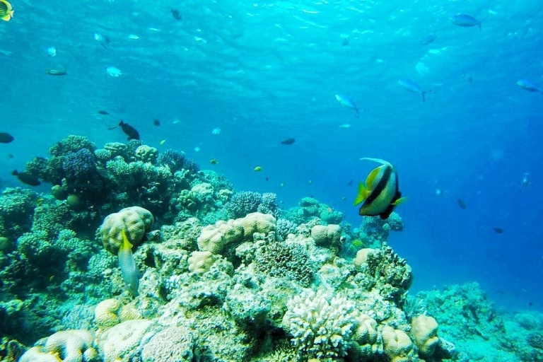 From Sharm or Dahab: Blue Hole & Canyon Sea Dive ExperienceOdbiór z Sharm El-Shiekh