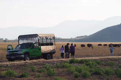 Grand Teton National Park: 4-Hour Wildlife Safari Adventure