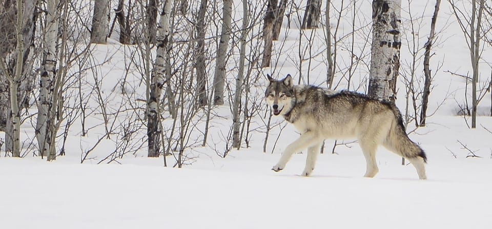 Bozeman: Yellowstone Wolves and Winter 4Day/3Night Adventure