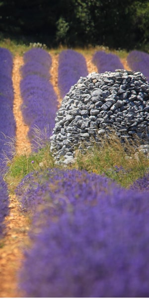 Ocean of Lavender in Valensole - Housity