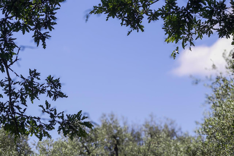 Florence: Horseback Riding & Aperitivo in the Chianti